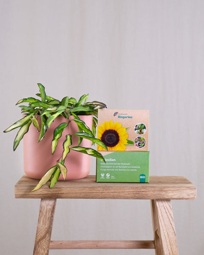 RhizoSan Verpackung auf Holzschemel neben Hoya Wayetii tricolor in rosa Übertopf vor beigem Hintergrund.