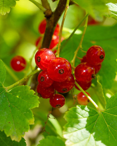 Rote Johannisbeere, auch bekannt als Ribes rubrum, bildet im Sonnenlicht leuchtend rote Trauben auf einem Zweig, umrahmt von üppigen grünen Blättern.