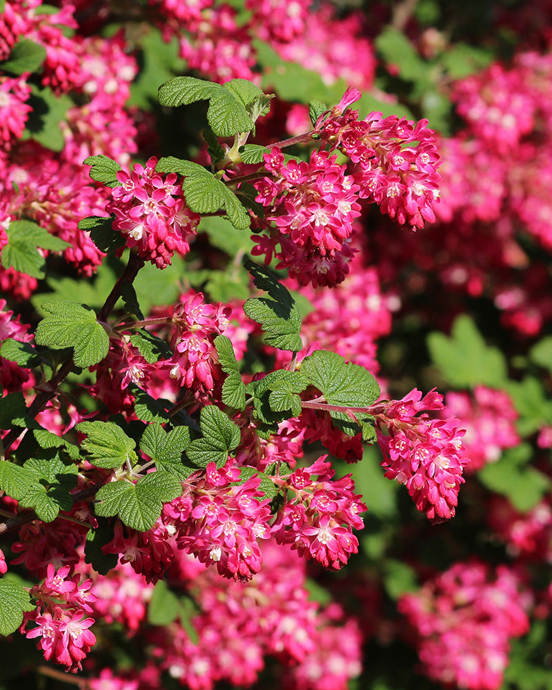 Blüte des Ribes sanguineum