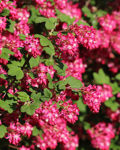 Blüte des Ribes sanguineum