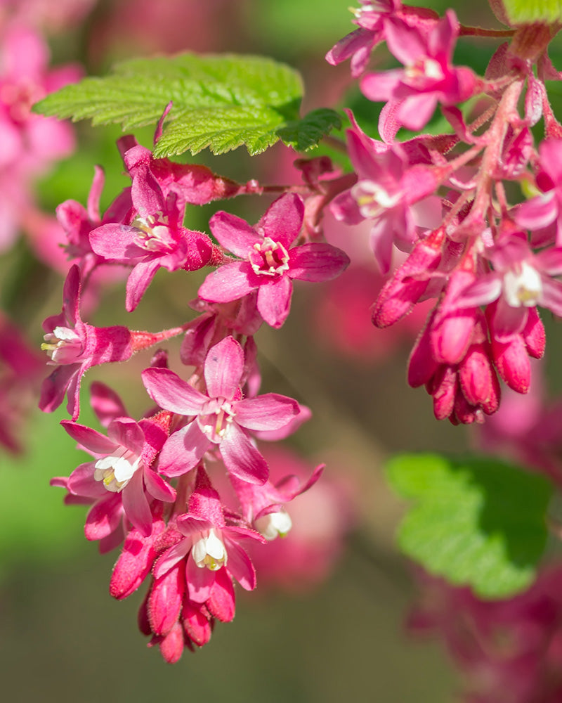Detailaufnahme Blüte der Ribes sanguineum