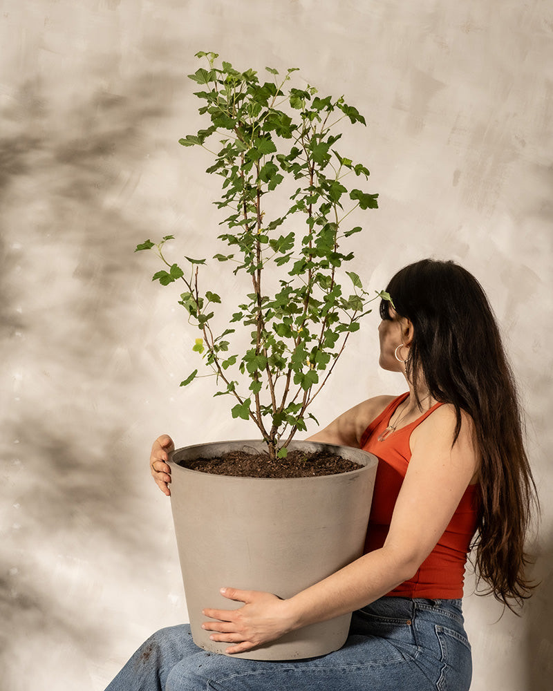 Frau mit einem roten Topf hält eine Ribes sanguineum in einem Taupe-farbigen Topf auf dem Schoss