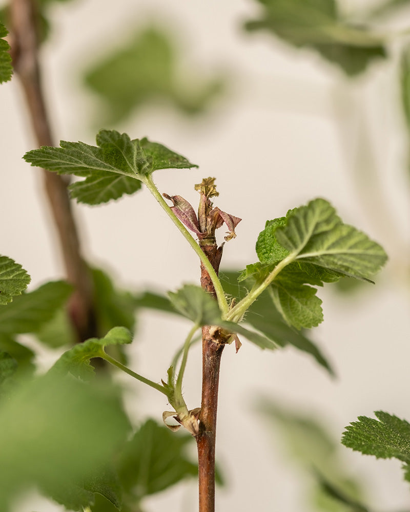 Detailaufnahme Blatt des Ribes sanguineum