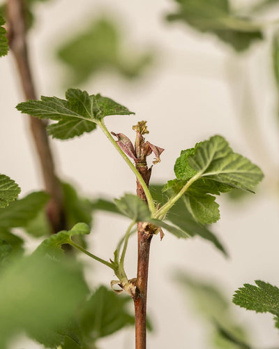 Detailaufnahme Blatt des Ribes sanguineum