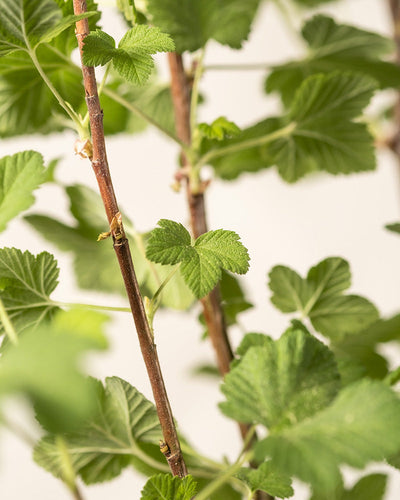 Detailaufnahme Blätter des Ribes sanguineum