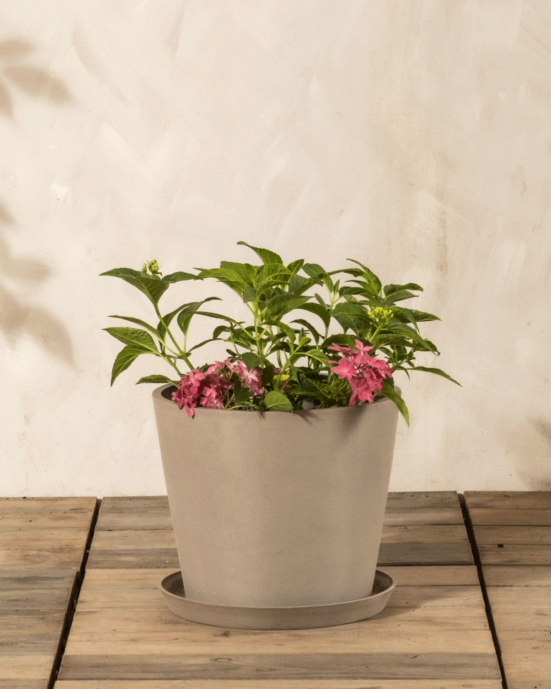 Eine Rosa Hortensie in einem grauen Blumentopf mit grünen Blättern und rosafarbenen Blüten steht auf einer Holzfläche vor einer hellbeigen Wand.