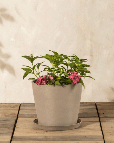Eine Rosa Hortensie in einem grauen Blumentopf mit grünen Blättern und rosafarbenen Blüten steht auf einer Holzfläche vor einer hellbeigen Wand.