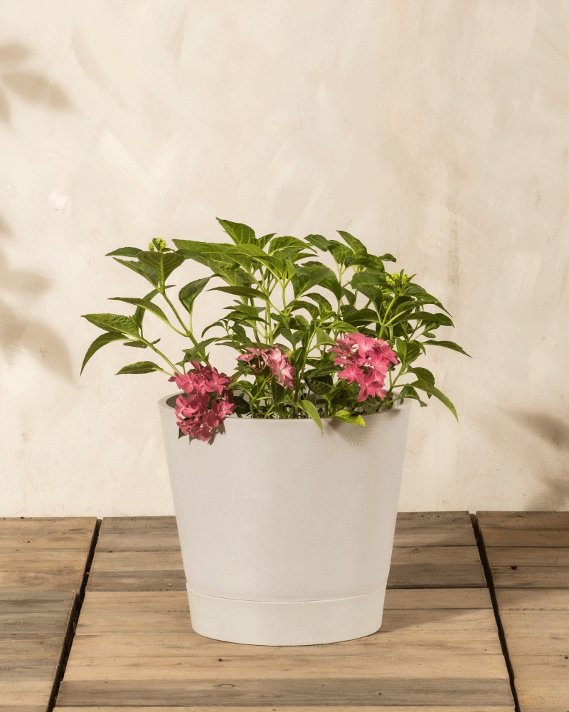 Ein weißer Topf mit grünen Blattpflanzen und Büscheln von Rosa Hortensie-Blüten steht auf einer hölzernen Oberfläche vor einer hellen Wand und verleiht jedem Raum den Charme einer pflegeleichten Pflanze.