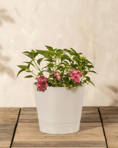 Ein weißer Topf mit grünen Blattpflanzen und Büscheln von Rosa Hortensie-Blüten steht auf einer hölzernen Oberfläche vor einer hellen Wand und verleiht jedem Raum den Charme einer pflegeleichten Pflanze.