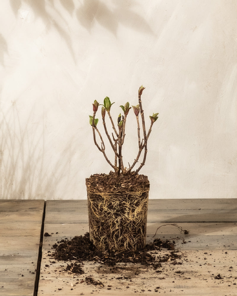 Eine Rosa Hortensie mit sichtbarem Wurzelwerk sitzt auf einer Holzoberfläche. Die pflegeleichte Pflanze hat blattlose Zweige und knospende grüne Blätter, um ihren Fuß ist Erde verstreut, die einen weichen Schatten auf den hellen Hintergrund wirft.