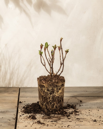 Eine Rosa Hortensie mit sichtbarem Wurzelwerk sitzt auf einer Holzoberfläche. Die pflegeleichte Pflanze hat blattlose Zweige und knospende grüne Blätter, um ihren Fuß ist Erde verstreut, die einen weichen Schatten auf den hellen Hintergrund wirft.