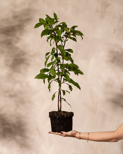 Rosa Winterschneeball ohne Übertopf gehalten von einer Hand