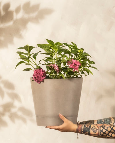 Ein tätowierter Arm hält einen beigen Blumentopf mit einer blühenden rosa Rosa Hortensie vor einem hellen, strukturierten Hintergrund und weichen Schatten.