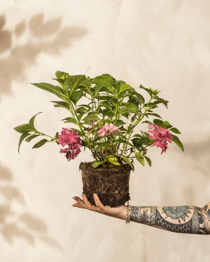 Ein tätowierter Arm hält eine Rosa Hortensie (Hydrangea macrophylla) mit freiliegenden Wurzeln, grünen Blättern und rosafarbenen Blütenbüscheln vor einem hellbeigen, strukturierten Hintergrund hoch. Pflegleichte Pflanze für jeden Raum.