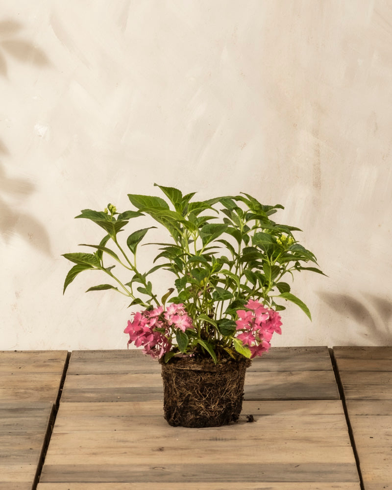 Eine kleine getopfte Rosa Hortensie mit grünen Blättern und rosafarbenen Blütenbüscheln, deren Wurzeln sichtbar sind, ruht auf Holz vor einer strukturierten hellen Wand - eine pflegeleichte Pflanze, die perfekt in jeden Raum passt.