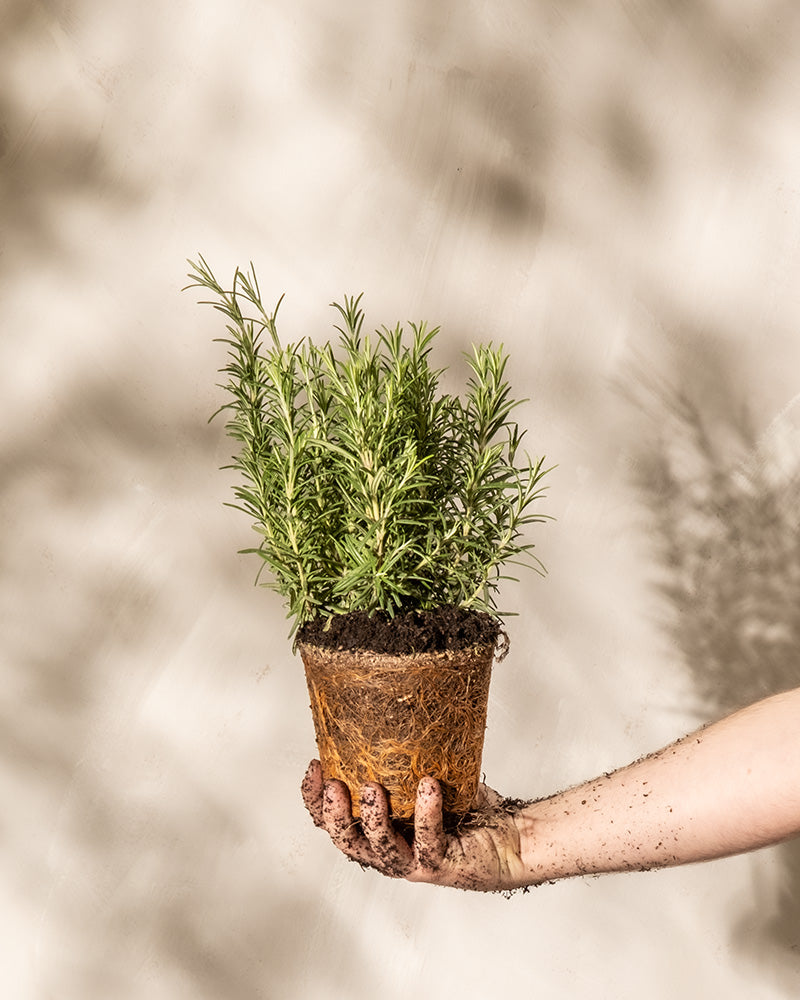 Eine mit Erde bedeckte Hand hält einen kleinen Rosmarintopf vor einem hellen Hintergrund. Der Topf scheint biologisch abbaubar zu sein, wobei das Grün des Salvia rosmarinus einen Kontrast zu den erdigen Tönen der Hand und des Topfes bildet. Im Hintergrund sind Schatten anderer Winterhart-Pflanzen zu sehen.