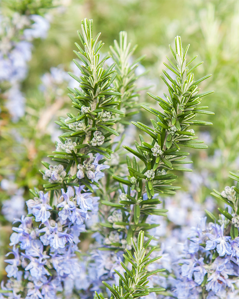 Nahaufnahme einer Kräuter-Trio-Pflanze mit zartgrünen, nadelartigen Blättern und kleinen, zarten Büscheln hellblauer Blüten. Der Hintergrund ist unscharf, wodurch die scharfen Details des Laubs und der Blüten im Vordergrund hervorgehoben werden.