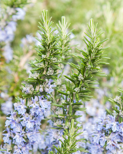 Nahaufnahme einer Kräuter-Trio-Pflanze mit zartgrünen, nadelartigen Blättern und kleinen, zarten Büscheln hellblauer Blüten. Der Hintergrund ist unscharf, wodurch die scharfen Details des Laubs und der Blüten im Vordergrund hervorgehoben werden.