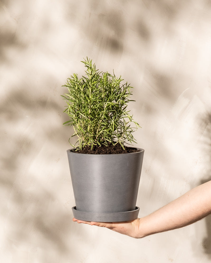 Eine Person hält einen grauen Blumentopf mit einem kleinen, gesunden grünen Rosmarin. Der Hintergrund ist eine neutrale, strukturierte Wand mit diffusem Sonnenlicht, das subtile Schatten wirft. Die Szene ist minimalistisch und konzentriert sich auf die Winterhartpflanze und die Hand, die sie stützt.