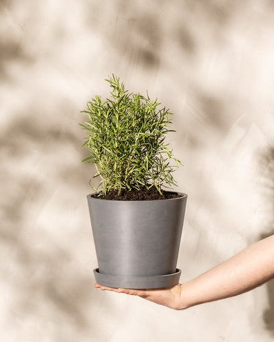 Eine Person hält einen grauen Blumentopf mit einem kleinen, gesunden grünen Rosmarin. Der Hintergrund ist eine neutrale, strukturierte Wand mit diffusem Sonnenlicht, das subtile Schatten wirft. Die Szene ist minimalistisch und konzentriert sich auf die Winterhartpflanze und die Hand, die sie stützt.