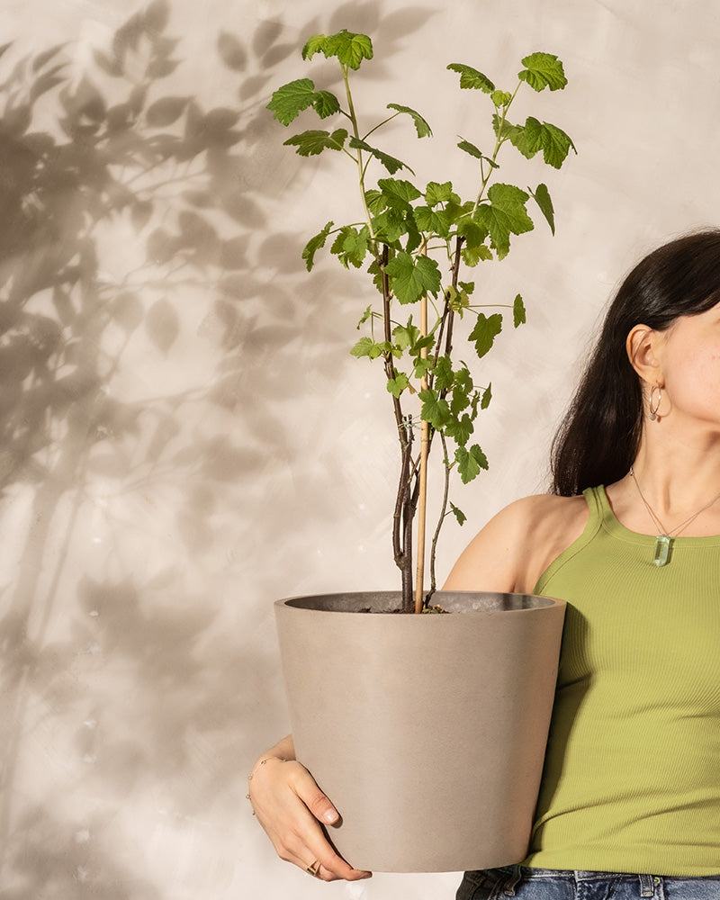 Eine Person in einem grünen Tanktop hält eine große Rote Johannisbeere im Topf mit schlanken Stielen und grünen Blättern und steht vor einer hellen Wand, die ihren Schatten wirft. Die Szene ist hell und minimalistisch.