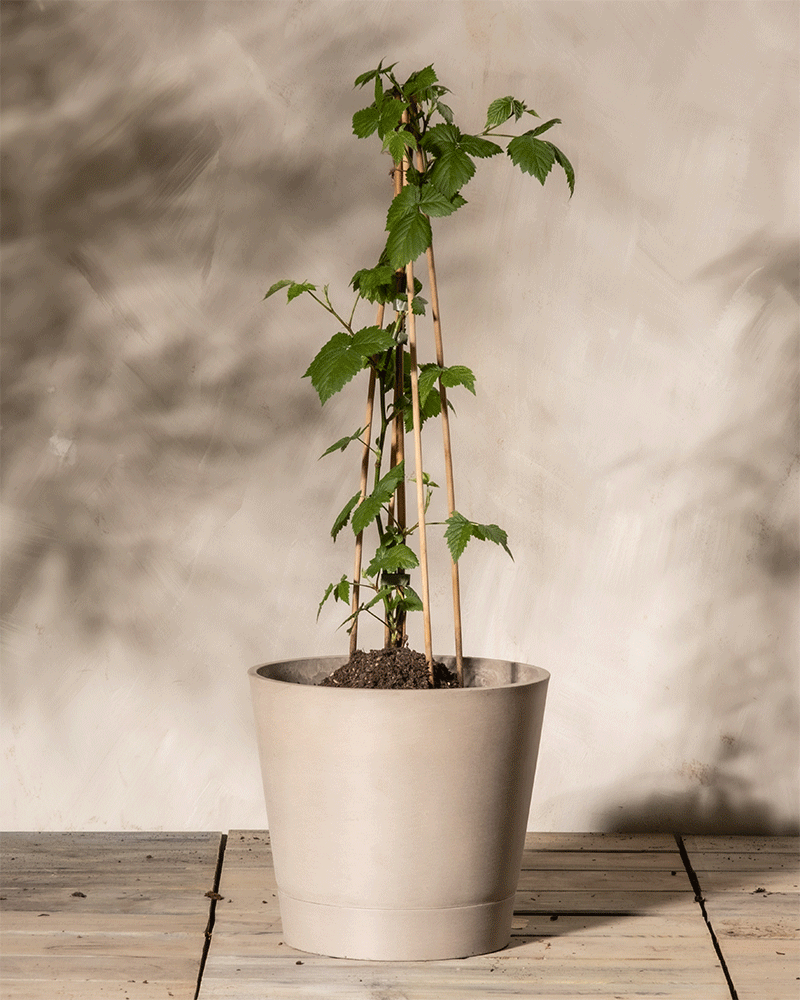 Brombeeren mit grünen Blättern ranken elegant an Bambusstäben empor, die auf einer Holzoberfläche vor einer strukturierten, hellen Wand stehen.
