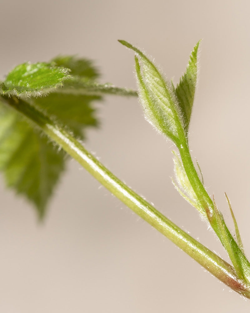 Eine Nahaufnahme eines Brombeere-Stängels zeigt kleine, haarige Blätter und Knospen. Die leicht pelzigen Blätter heben sich von einem neutralen beigen Hintergrund ab und betonen den leuchtend grünen Farbton der Pflanze, ähnlich der Sorte Black Satin.