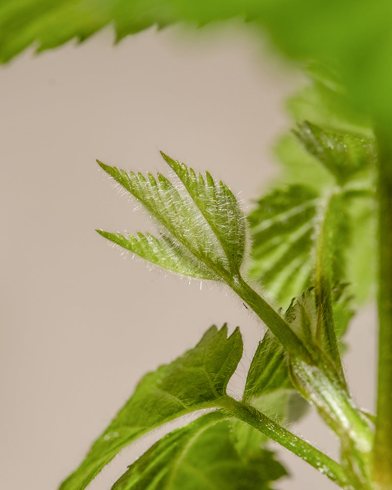 Nahaufnahme zarter grüner Pflanzenblätter mit feinen, haarähnlichen Strukturen, ähnlich wie bei Brombeeren. Das Bild hebt die Textur und Details der Blätter mit sanfter Beleuchtung vor einem dunstigen, neutralen Hintergrund hervor.
