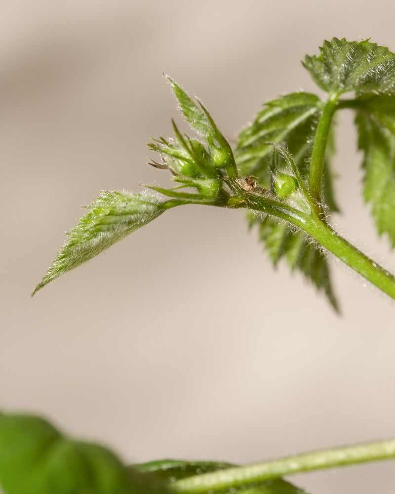 Nahaufnahme eines grünen Brombeerstiels mit knospenden Blättern und winzigen Stacheln vor einem leicht unscharfen Hintergrund, der die Struktur und Details hervorhebt.