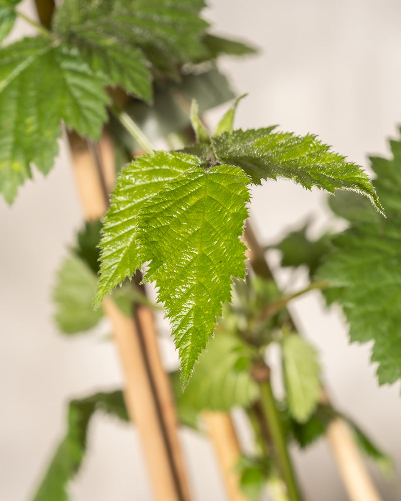 Nahaufnahme eines hellgrünen Brombeerblattes mit gezackten Rändern, das an einem dünnen Stiel befestigt ist. Das Blatt ist scharf, mit einem leicht verschwommenen Hintergrund und anderen Blättern. Holzstäbe stützen die Black Satin-Pflanze.