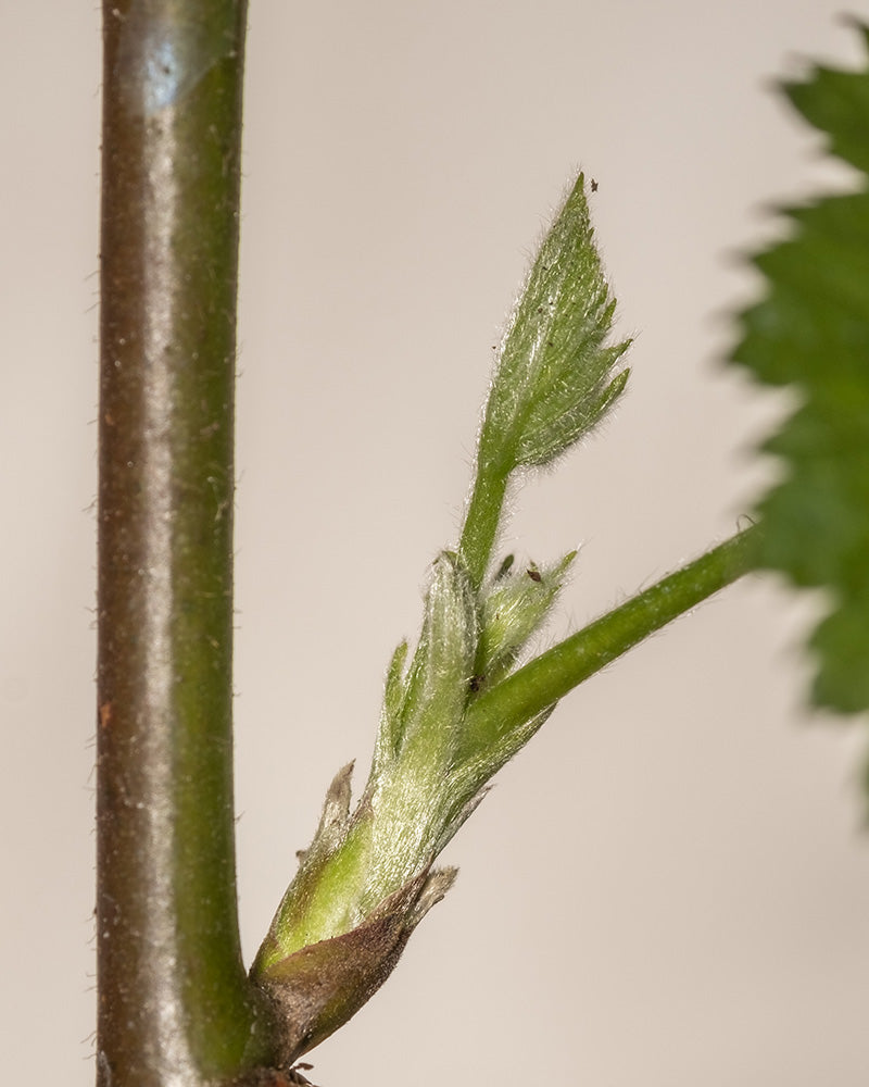 Nahaufnahme eines Brombeerstamms mit einer frischen, grünen Knospe. Die Knospe hat feine haarähnliche Strukturen und wird von kleinen Blättern flankiert. Der unscharfe Hintergrund betont das neue Wachstum der Black Satin-Pflanze.
