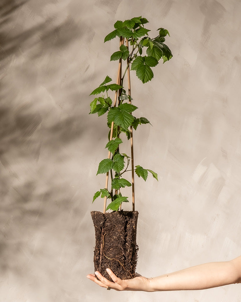 Eine Hand hält eine Brombeere im Topf mit üppigen Blättern, die von Holzpfählen gestützt wird, sodass Wurzeln und Erde vor einer strukturierten, hellen Wand sichtbar sind.