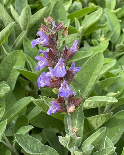 Eine Nahaufnahme eines blühenden Kräutertrios (Salbei) mit leuchtend violetten Blüten und grünen Blättern im Hintergrund. Die Blüten sind entlang eines einzelnen Stiels angeordnet, der von länglichen, strukturierten Blättern umgeben ist.
