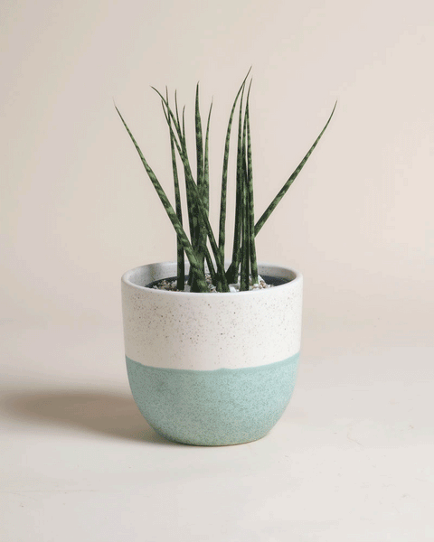 Die Sansevieria 'Mikado' - feey hat lange, spitz zulaufende grüne Blätter und steht in einem weiß-hellblauen Keramiktopf vor einem schlichten, hellen Hintergrund.