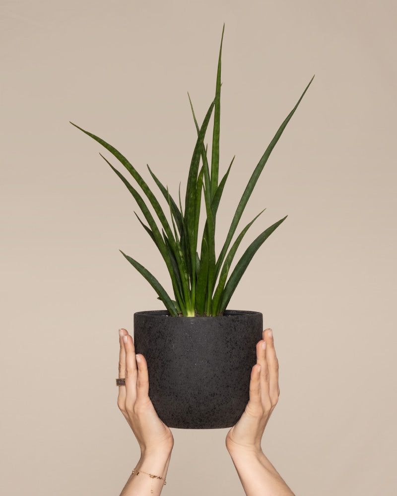 Sansevieria 'Friends' in einem schwarzen Direito Topf von feey hochgehalten von zwei Händen