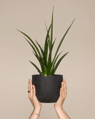 Sansevieria 'Friends' in einem schwarzen Direito Topf von feey hochgehalten von zwei Händen