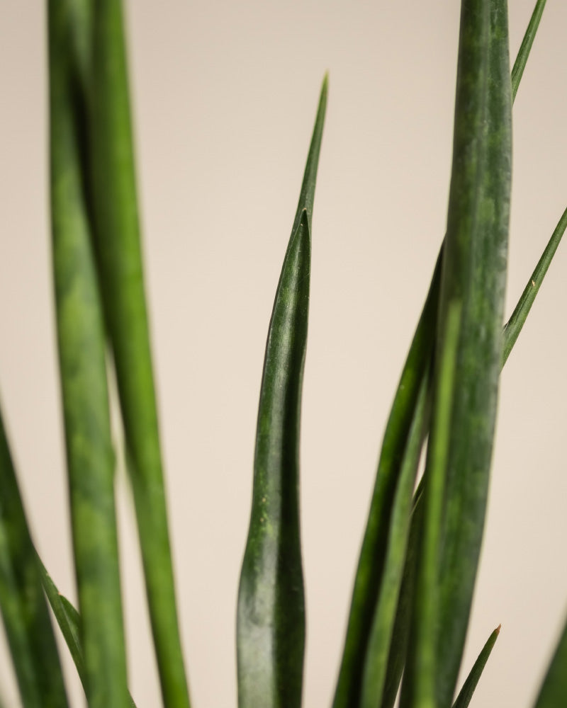 Detailaufnahme Sansevieria 'Friends'