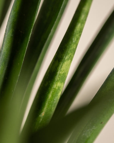 Detailaufnahme Sansevieria 'Friends'