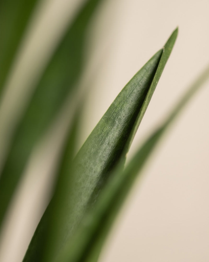 Detailaufnahme Sansevieria 'Friends'