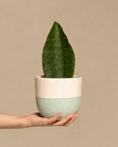 Eine Hand hält eine Sansevieria masoniana in einem minimalistischen beige-mintgrünen Keramiktopf. Der Hintergrund ist schlicht und neutral und hebt das große, grüne, strukturierte Blatt der Pflanze hervor. Die Victoria-Pflanze sticht in ihrer schlichten Umgebung wunderschön hervor.