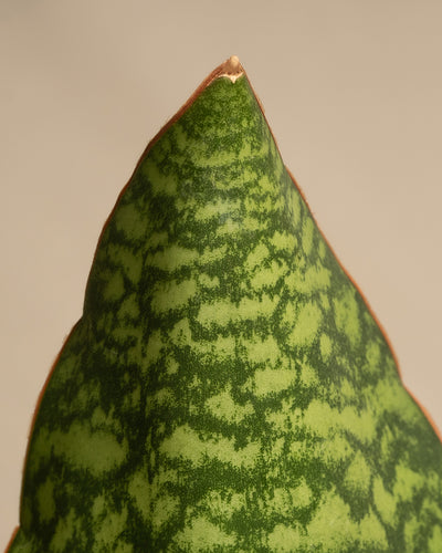 Nahaufnahme einer Blattspitze der Sansevieria trifasciata. Das Blatt ähnelt der eleganten Victoria, hat eine spitze Form und weist ein grün gesprenkeltes Muster mit dunkelgrünen Streifen auf, das von einem dünnen rotbraunen Rand begrenzt wird. Der Hintergrund ist neutral und unscharf.