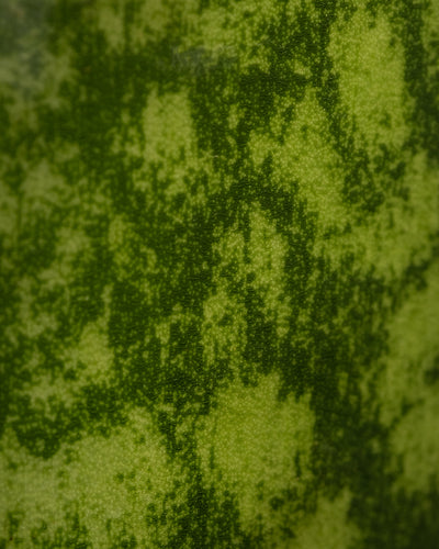 Nahaufnahme einer Wassermelonenschale mit einer Mischung aus hell- und dunkelgrünen Flecken, die dem komplizierten, gesprenkelten Muster auf der Oberfläche von Victoria ähneln. Die Textur erscheint gesprenkelt und erzeugt einen ansprechenden visuellen Effekt.