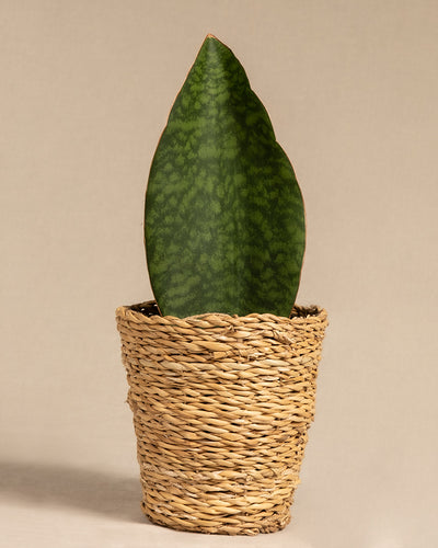 Ein einzelnes großes grünes Sansevieria masoniana-Blatt mit einem Muster, das an eine Schlangenhaut erinnert, steht aufrecht in einem geflochtenen korbähnlichen Pflanzgefäß vor einem schlichten beigen Hintergrund. Das oval geformte, sich nach oben leicht verjüngende Blatt verkörpert die Eleganz von Victoria und hat eine Pflanzenhöhe von 15 bis 25 cm.