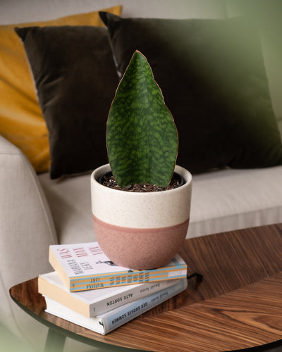 Eine Victoria-Pflanze im Topf mit einem einzelnen großen grünen Blatt steht auf einem Stapel Bücher auf einem Holztisch. Der weiße Topf hat in der Mitte ein rosa Band. Hinter dem Tisch steht ein weißes Sofa mit braunen und gelben Kissen, was für eine gemütliche und moderne Ästhetik sorgt.