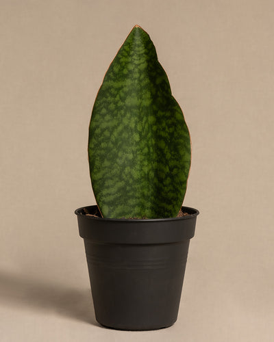 Eine einzelne, große, ovale grüne Sukkulente Sansevieria masoniana mit strukturiertem Muster steht aufrecht in einem schwarzen Plastiktopf vor einem schlichten beigen Hintergrund. Die Victoria ist zwischen 15 und 25 cm groß.