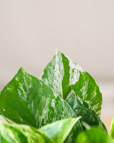 Detailaufnahme Efeutute Marble Queen