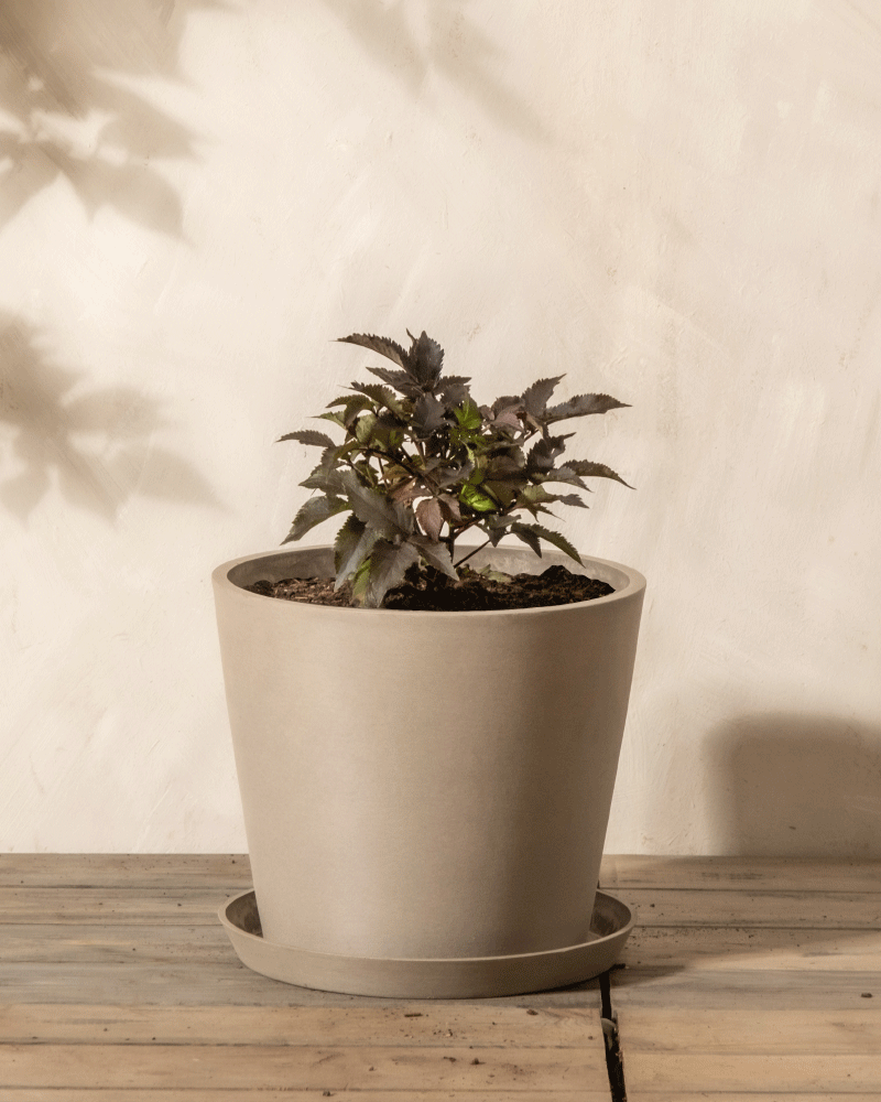 Ein Schwarzer Holunder (Sambucus nigra) mit dunkelgrünen und violetten Blättern wächst in einem einfachen, hellen Topf auf einer Holzfläche vor einer beigen Wand.