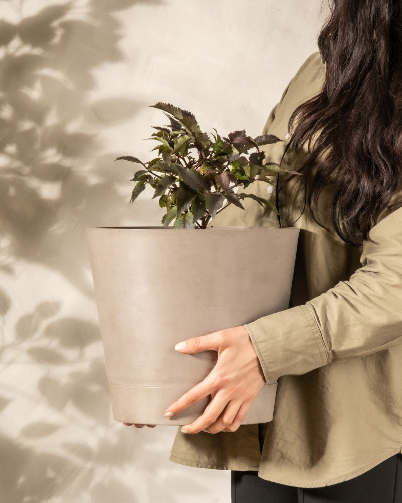 Eine Person in einem olivgrünen Hemd hält einen großen grauen Blumentopf mit einem grünen Schwarzer Holunder. Nur ihr Oberkörper und ihre Hände sind vor einem neutralen Hintergrund mit weichen Schatten zu sehen.