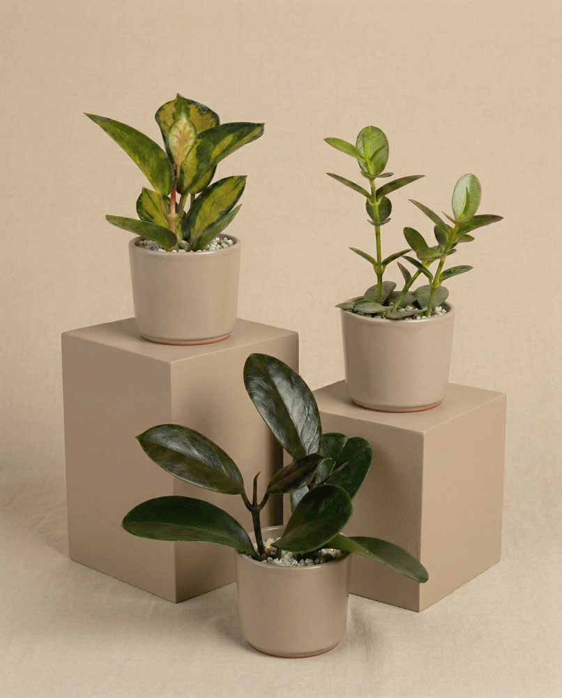 Drei pflegeleichte Baby Hoya (3er-Set) - feige Zimmerpflanzen mit glänzend grünen Blättern sind auf beigen Würfeln vor neutralem Hintergrund arrangiert, jeweils in einem schlichten beigen Topf mit weißen Kieselsteinen bestückt.