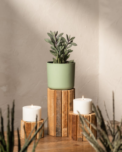Senecio crassissimus